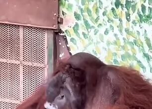 Орангутан закурил на глазах у посетителей