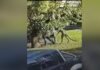В Австралии драка местного жителя с кенгуру попала на камеру видеонаблюдения