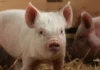 В Китае разработан способ клонирования свиней с помощью роботов. Это поможет стать независимым от импорта свинины