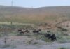 Кыргызстанец нелегально хотел перегнать коров в Узбекистан