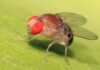 Генные инженеры получили контроль над мозгом мухи на расстоянии