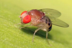 Генные инженеры получили контроль над мозгом мухи на расстоянии