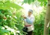 USAID содействует экспорту баткенских ягод и фруктов по выгодным ценам