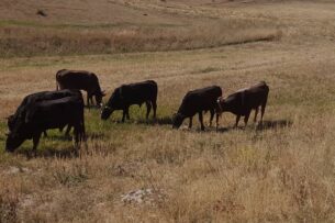В Ала-Буке предотвращен нелегальный перегон скота