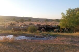 Из Казахстана в Кыргызстан незаконно пытались перегнать овец и лошадей почти на 10,5 млн сомов