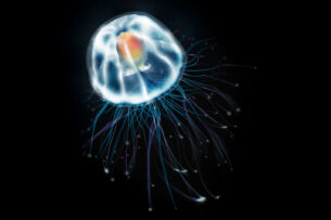 Расшифрована ДНК никогда не стареющей медузы