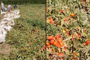 Туркменские чиновники заставляют сельчан уничтожать урожай овощей