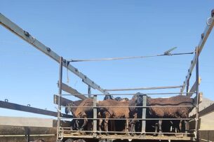 Пограничники Кыргызстана пресекли незаконный перегон через границу 115 голов овец