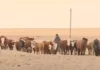 «Куплю дома, подарю корову и баранов»: бизнесмен предложил казахстанцам переехать в аул