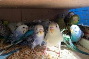 В Екатеринбург из Кыргызстана привезли 901 попугая