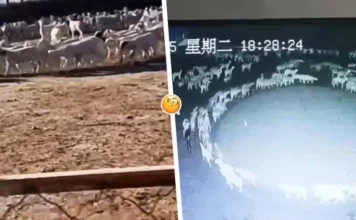 На ферме в Китае сотни овец без остановки ходили по кругу 12 дней