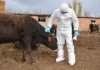 В Кыргызстане обучили ветеринаров как бороться с особо опасной болезнью коров