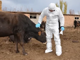 На юге Казахстана выявили бруцеллез у скота