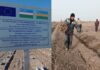 Европейский Союз завершил посадку 27 тысяч саженцев на дне Аральского моря
