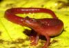 «Шоколадная» лягушка, сказочный губан и лохматый краб: Неизвестные науке животные обнаружены по всему миру в 2022 году
