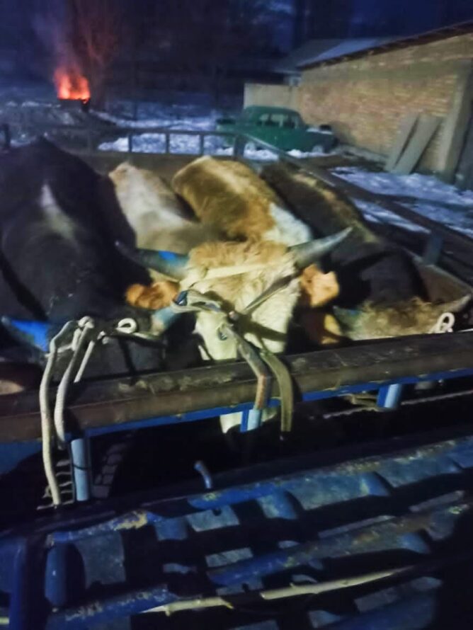Пограничники Кыргызстана пресекли незаконный вывоз коров в Узбекистан