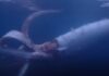 В Японии попал на видео гигантский кальмар