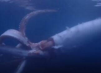 В Японии попал на видео гигантский кальмар