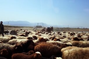 Рекордные морозы в Туркменистане убили тысячи голов скота