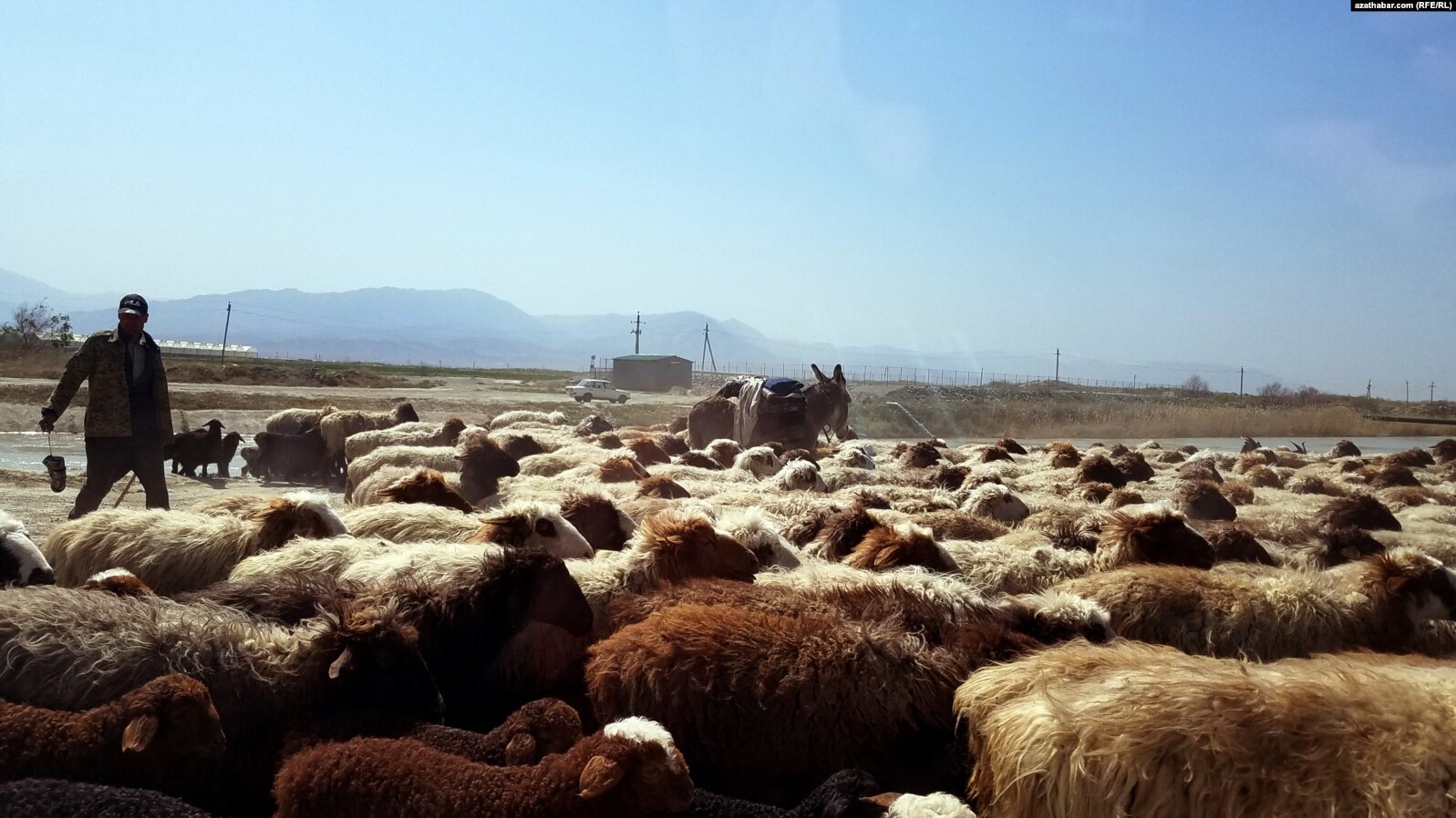 В Кыргызстане отменили ограничения на импорт скота из Узбекистана и птицы из США