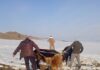 Кыргызстанец пытался нелегально перегнать 3 коров в Узбекистан