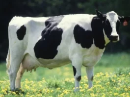 В Китае клонировали высокопродуктивную корову. Через два года хотят получить стадо суперкоров