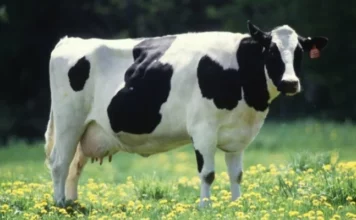 Жогорку Кенеш принял новую редакцию закона о племенном деле в животноводстве Кыргызстана во втором чтении