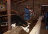 Для фермеров-животноводов Кыргызстана откроют «полевые школы»