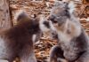 Жуткий боевой клич коалы во время драки попал на видео