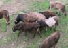 Кыргызстанец пытался незаконно перегнать 8 коров в Узбекистан