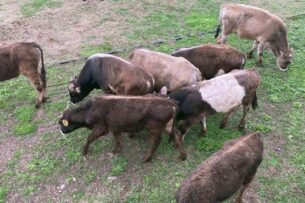 Глава Минсельхоза Кыргызстана призывает граждан не скрывать поголовье скота