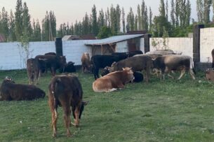 Пограничники Кыргызстана пресекли незаконный перегон через границу 22 бычков
