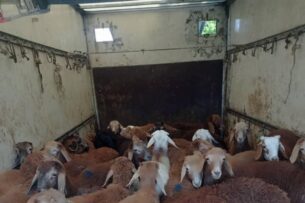 Пограничники Кыргызстана пресекли контрабандный ввоз из Таджикистана  2 тонн черешни и 30 голов овец гиссарской породы