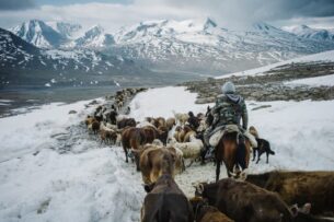 Пограничная служба Кыргызстана призывает граждан не подпускать скот к линии госграницы
