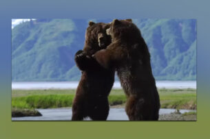 MMA в дикой природе: Гид снял на видео эпическую схватку двух огромных медведей