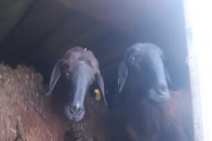 В Саратовскую область запретили ввоз овец и коз из Кыргызстана с нарушениями в документах