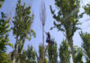 В Бишкеке производится снос аварийных деревьев