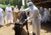 Ветеринары Кыргызстана готовятся к возможной вспышке опасного заболевания КРС