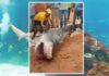 Мумию акулы, которая растерзала россиянина в Египте, выставят в музее