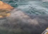 Гигантская акула проплыла прямо под каяком туристок: видео
