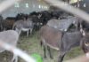 В Ташкенте распространились слухи, что в одном из центров плова обнаружили мясо ослов