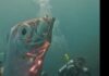 Рыбаки встретили 2-метровую «рыбу судного дня» со странными отверстиями