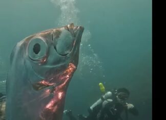 Рыбаки встретили 2-метровую «рыбу судного дня» со странными отверстиями