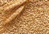 «Казахстан темир жолы» не дает ввозить российскую пшеницу в Казахстан — СМИ