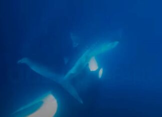 Опубликовано уникальное видео нападения косаток на тигровую акулу
