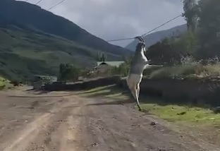 Козел выпрыгнул из грузовика и повис на проводах (видео)