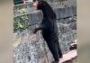 Не люди в костюмах: Китайскому зоопарку пришлось доказывать, что его медведи — настоящие