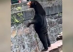 Из-за этого видео, на котором медведь выглядит как человек в костюме медведя, китайскому зоопарку пришлось объяснять, что это все-таки медведь.