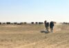 В Казахстане дорожают корма, фермеры вынужденно сокращают поголовье скота