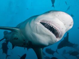 В организмах акул, обитающих у берегов Бразилии, обнаружили кокаин